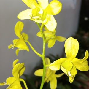 Meet your Posher, Margaret